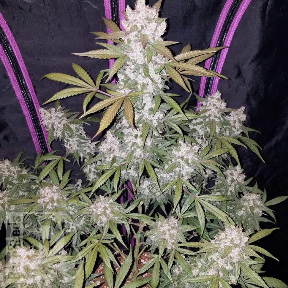 Семена марихуаны Auto White Berry feminised Ganja Seeds Семена марихуаны Auto White Berry feminised Ganja Seeds
