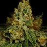 Семена марихуаны Auto White Berry feminised Ganja Seeds Семена марихуаны Auto White Berry feminised Ganja Seeds