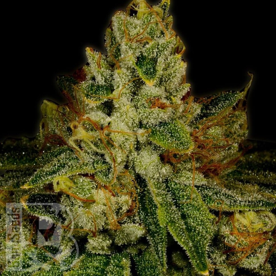 Семена марихуаны Auto White Berry feminised Ganja Seeds Семена марихуаны Auto White Berry feminised Ganja Seeds