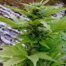 Семена каннабиса Russian Rocket Fuel feminised Ganja Seeds Семена каннабиса Russian Rocket Fuel feminised Ganja Seeds