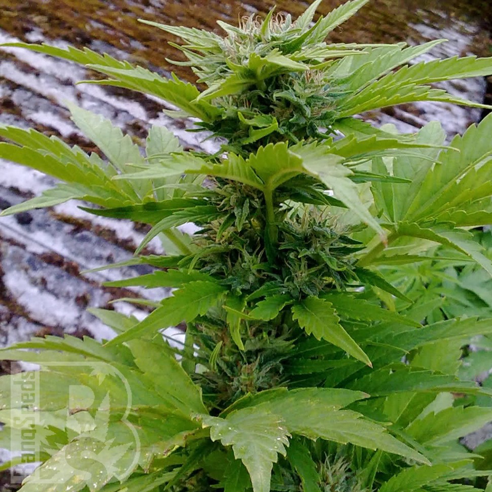 Семена каннабиса Russian Rocket Fuel feminised Ganja Seeds