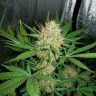 купить семена конопли Auto White Widow feminised купить семена конопли Auto White Widow feminised