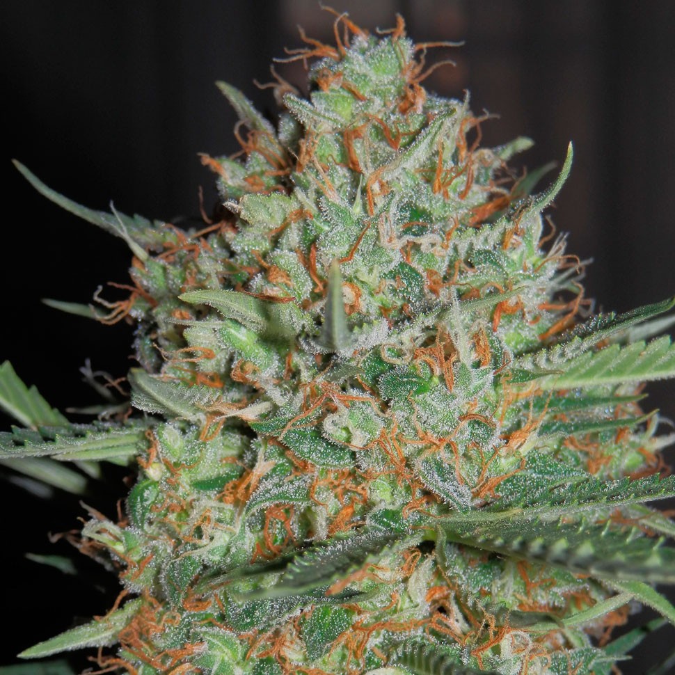Семена каннабиса Auto White Widow feminised Ganja Seeds