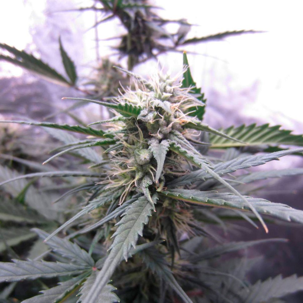 купить семена конопли в интернете Auto White Widow feminised купить семена конопли в интернете Auto White Widow feminised