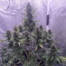 купить семена Auto White Widow feminised Ganja Seeds купить семена Auto White Widow feminised Ganja Seeds