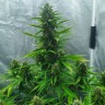 недорогие семена Auto White Widow feminised Ganja Seeds недорогие семена Auto White Widow feminised Ganja Seeds