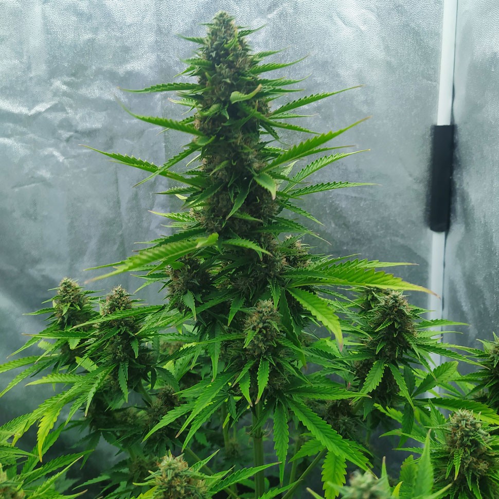 недорогие семена Auto White Widow feminised Ganja Seeds недорогие семена Auto White Widow feminised Ganja Seeds