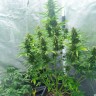 Сорт Auto White Widow feminised Ganja Seeds Сорт Auto White Widow feminised Ganja Seeds