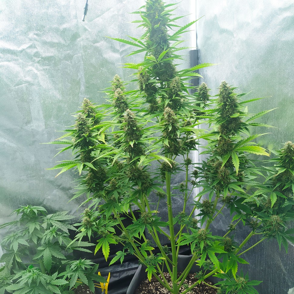 Сорт Auto White Widow feminised Ganja Seeds Сорт Auto White Widow feminised Ganja Seeds