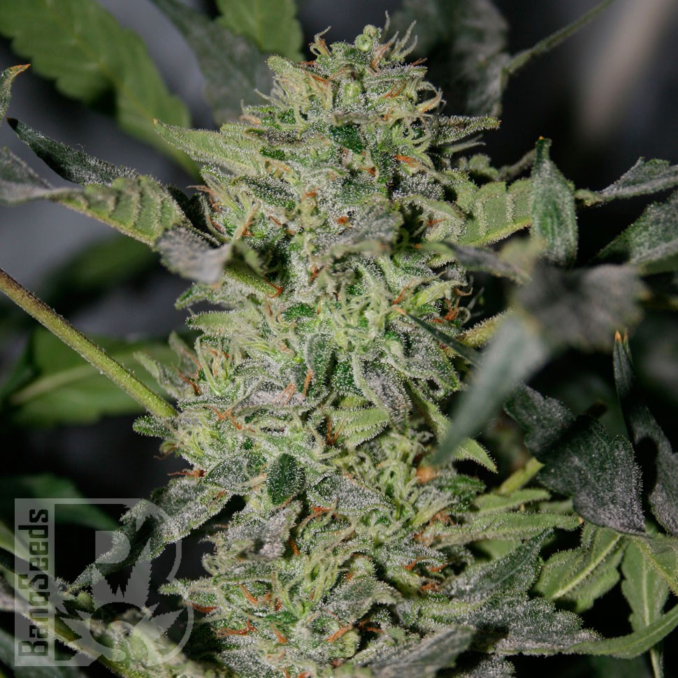 заказать семена конопли Украина Sensi Star feminised заказать семена конопли Украина Sensi Star feminised