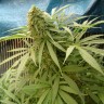 заказать семена конопли курьером Sensi Star feminised заказать семена конопли курьером Sensi Star feminised