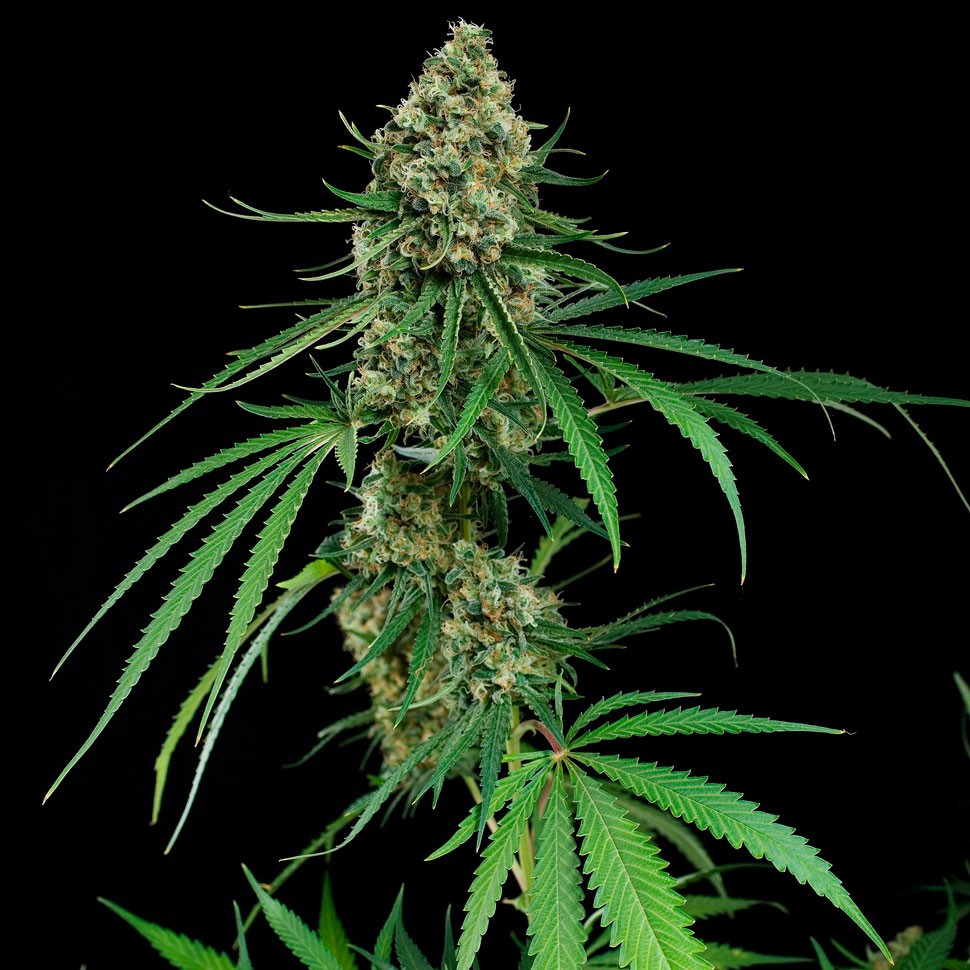 заказать семена конопли наложенным платежом Auto Critical regular заказать семена конопли наложенным платежом Auto Critical regular