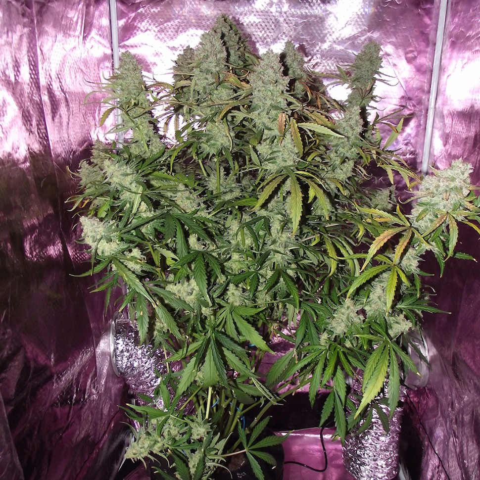 Семена марихуаны  Auto The Ultimate feminised Ganja Seeds