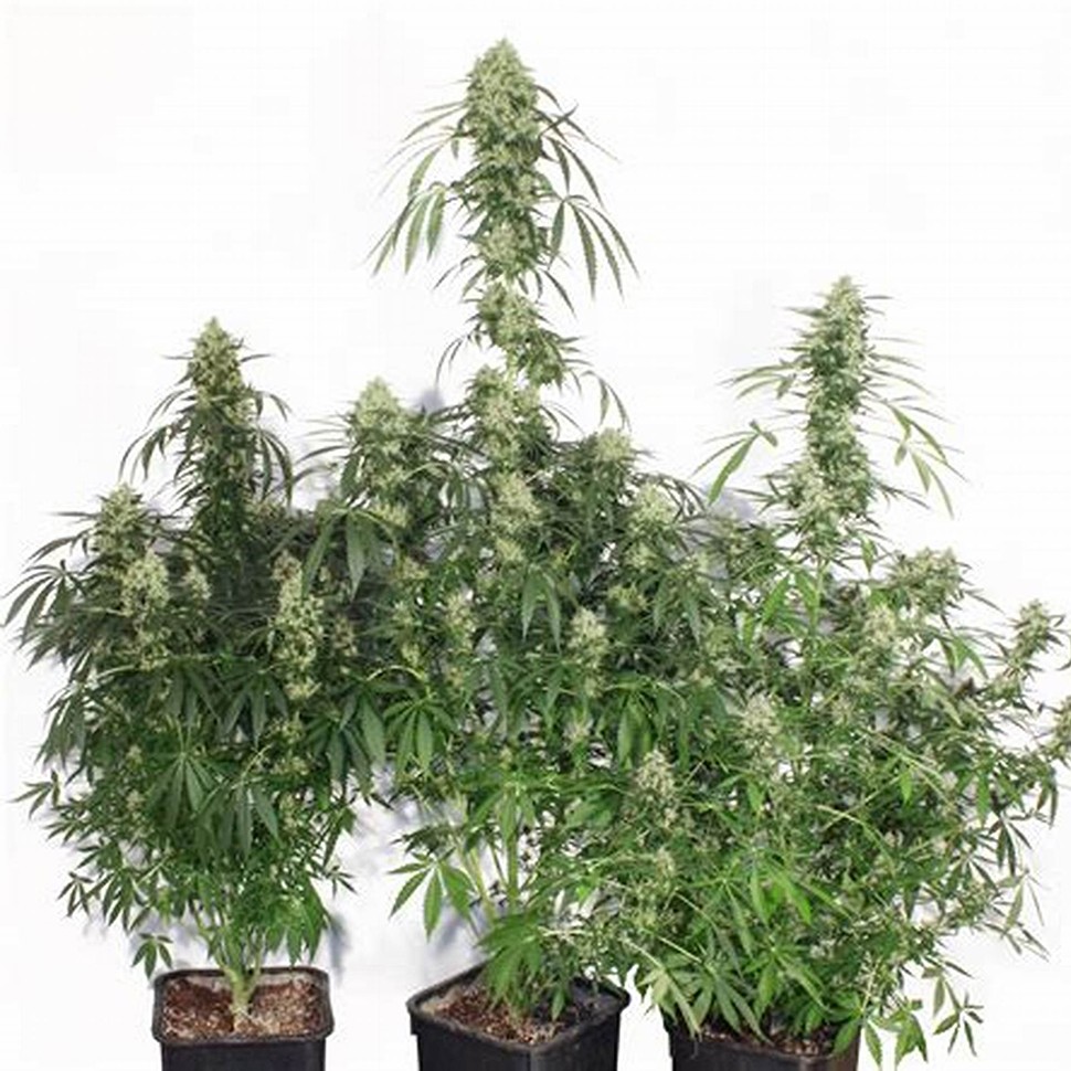 купить автоцветущие семена конопли Auto The Ultimate feminised купить автоцветущие семена конопли Auto The Ultimate feminised