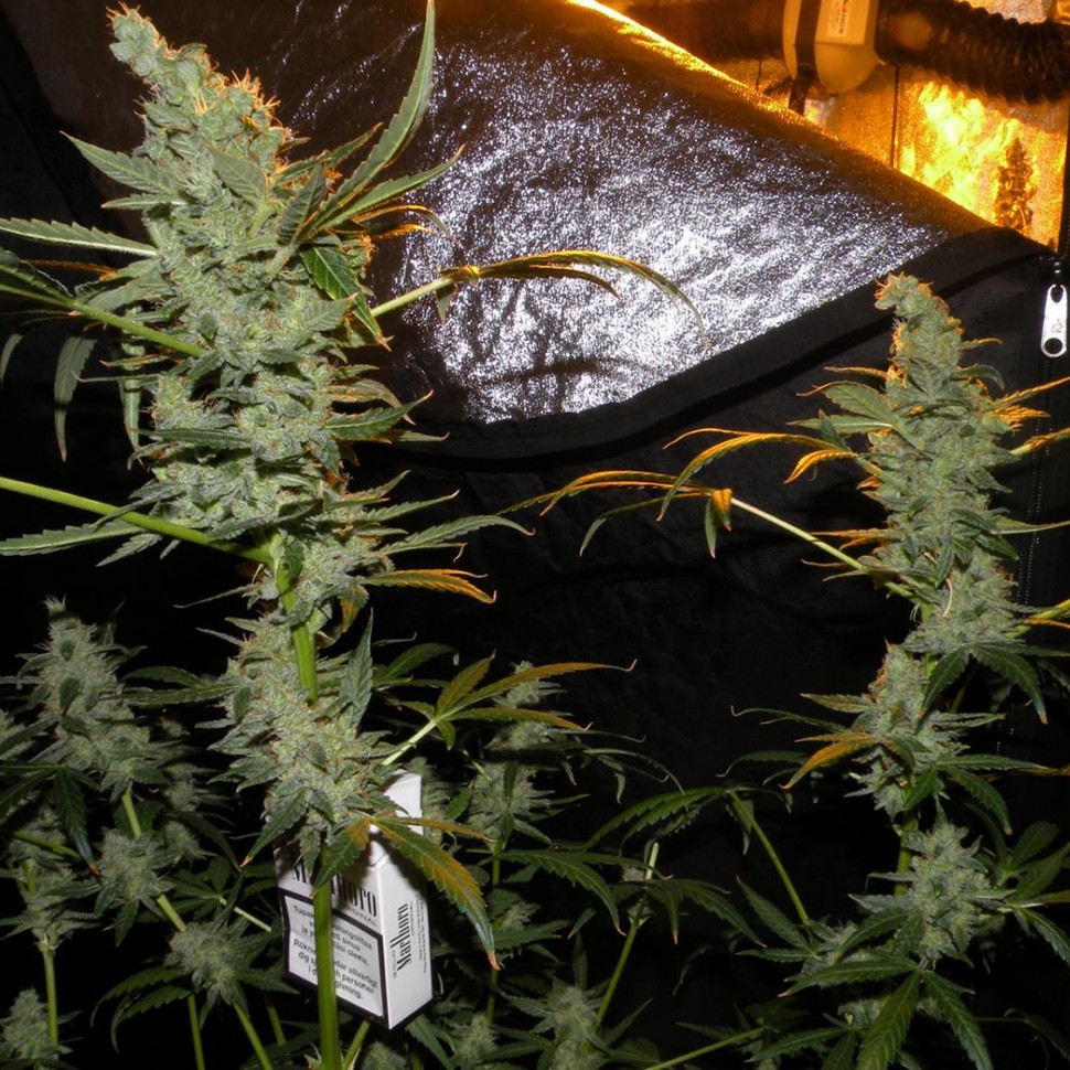 заказать семена конопли курьером AK 47 feminised заказать семена конопли курьером AK 47 feminised
