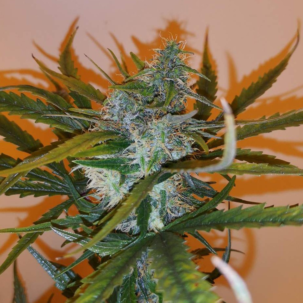 купить семена конопли в оригинальных упаковках Auto Chronic Ryder feminised купить семена конопли в оригинальных упаковках Auto Chronic Ryder feminised