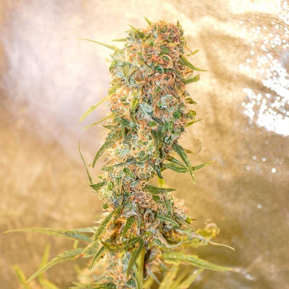 купить автоцветущие семена конопли Auto Chronic Ryder feminised купить автоцветущие семена конопли Auto Chronic Ryder feminised