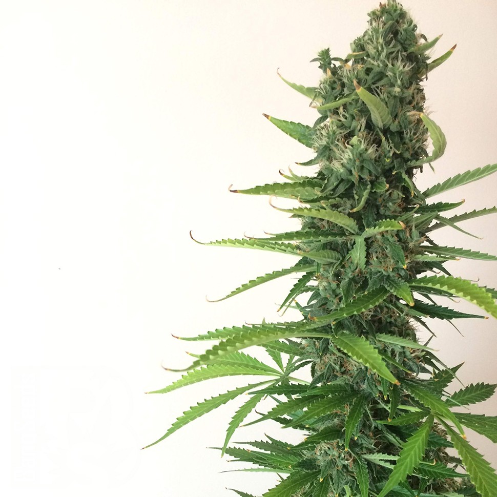 Семена марихуаны Auto White Goblin feminised Ganja Seeds