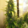 Семена конопли  Russian Widow feminised Ganja Seeds