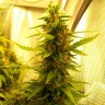 Семена конопли  Russian Widow feminised Ganja Seeds