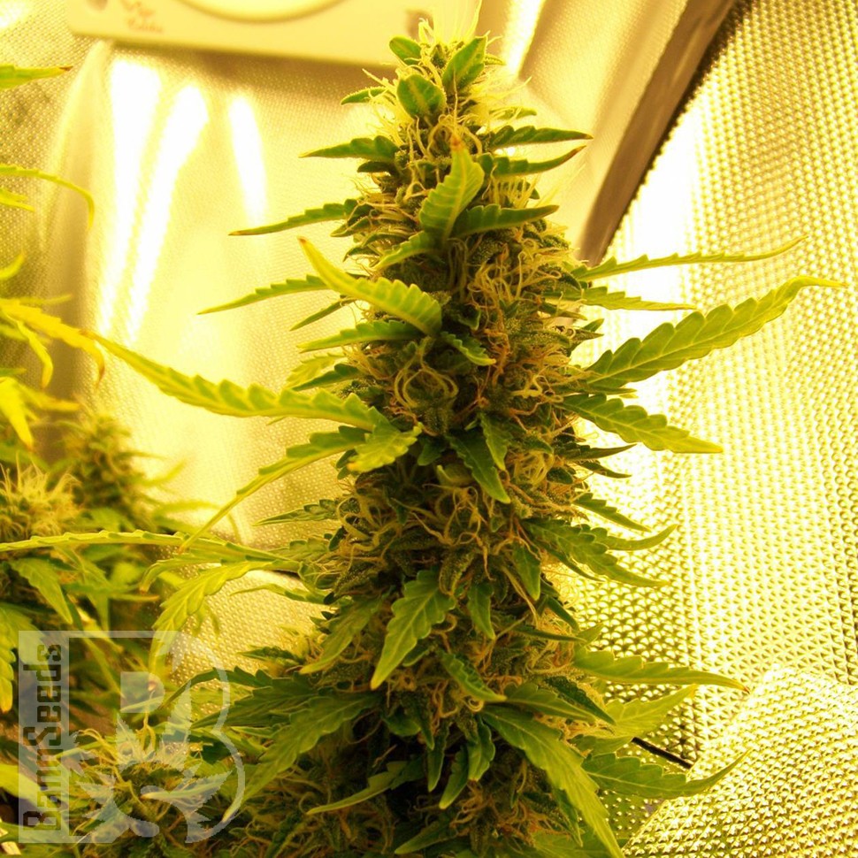 Семена конопли  Russian Widow feminised Ganja Seeds