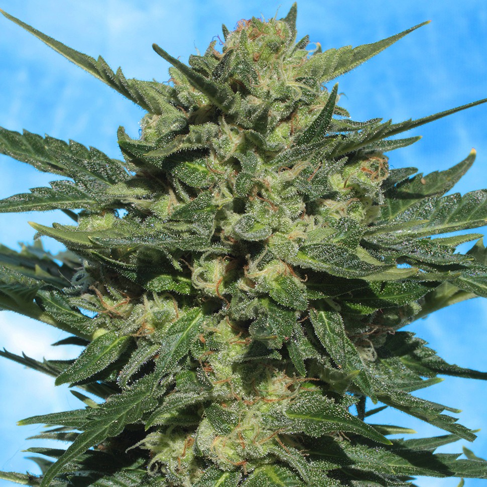 Семена марихуаны Auto White Russian feminised Ganja Seeds