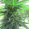 заказ семян конопли Auto Titan regular заказ семян конопли Auto Titan regular