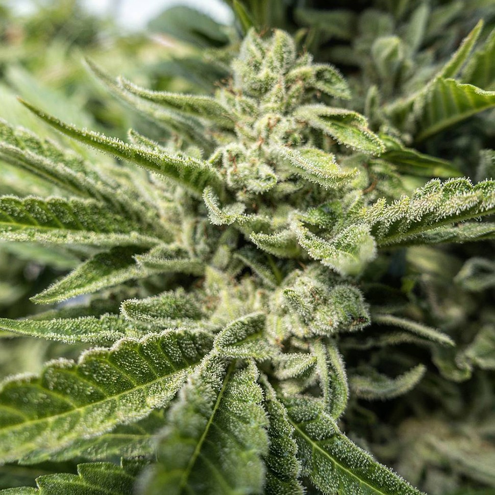 где заказать семена конопли Auto Titan regular где заказать семена конопли Auto Titan regular