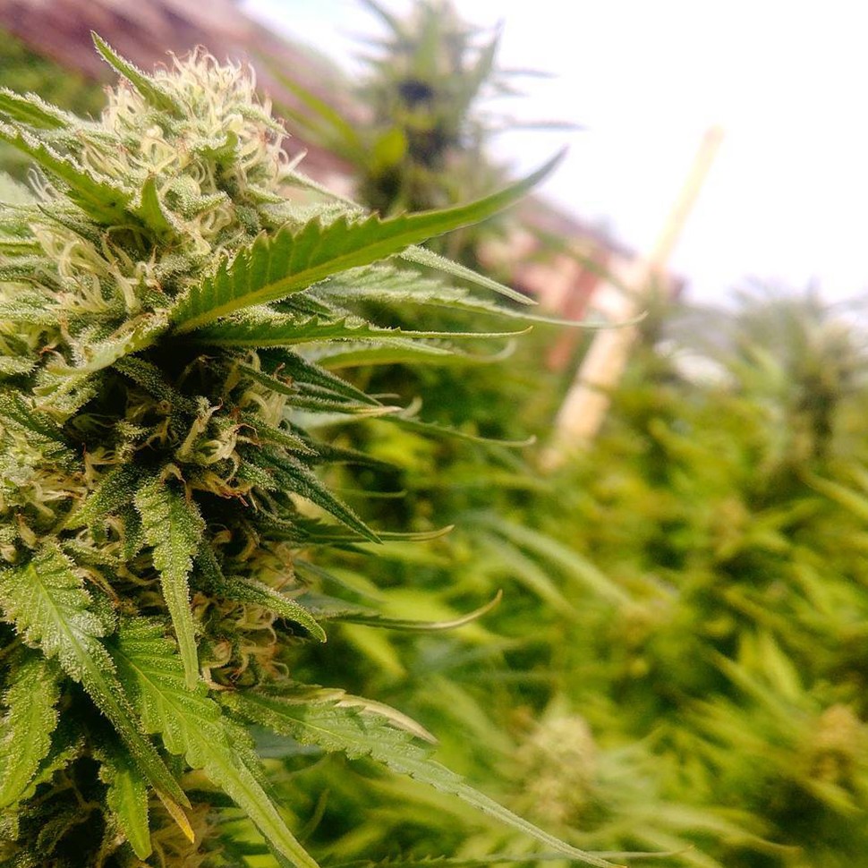 заказать семена конопли наложенным платежом Auto Titan regular заказать семена конопли наложенным платежом Auto Titan regular