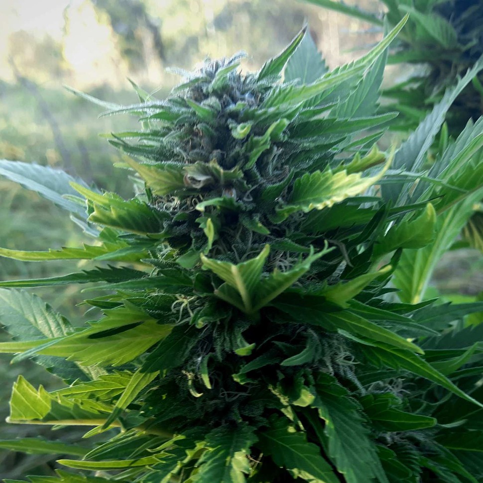 заказать семена конопли Auto Titan regular заказать семена конопли Auto Titan regular