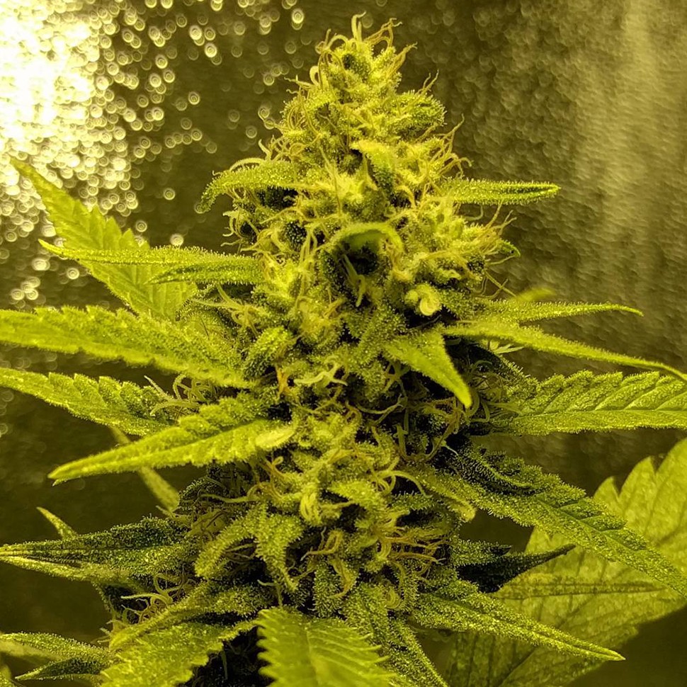 Семена Auto Titan regular Ganja Seeds