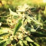 купить семена конопли Auto Titan regular купить семена конопли Auto Titan regular