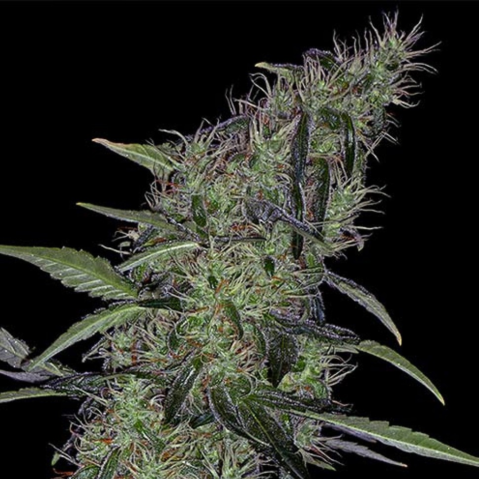 Семена ганжа Auto Sweet Tooth x Somango feminised Ganja Seeds