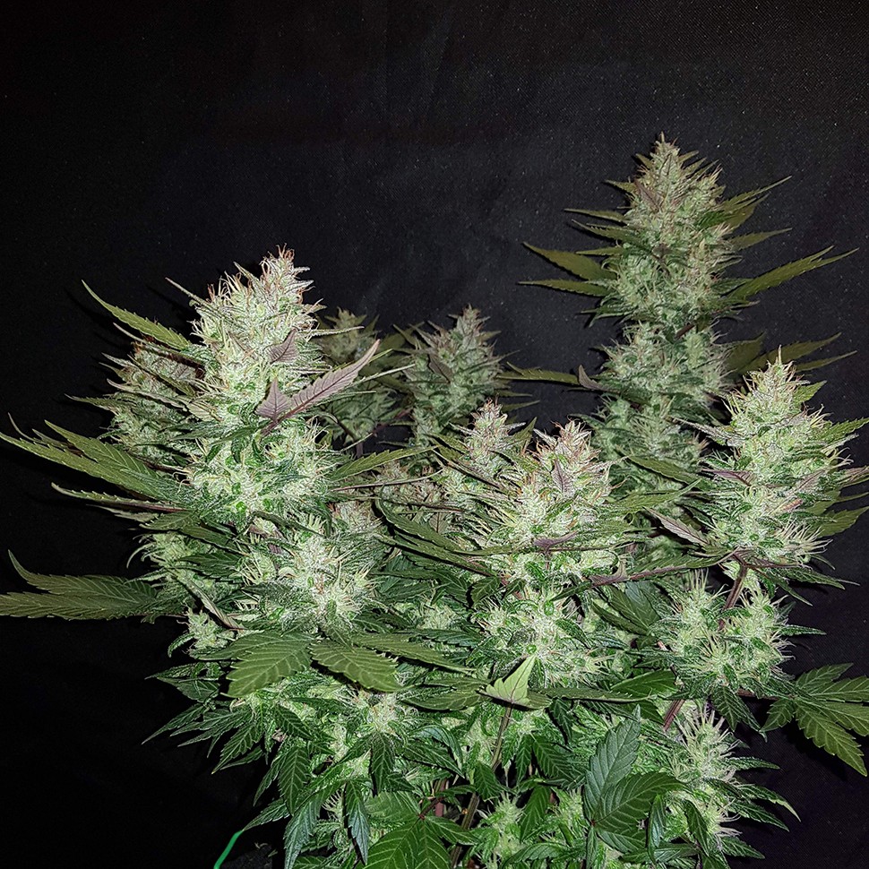 купить качественные семена конопли Auto Dark Devil feminised купить качественные семена конопли Auto Dark Devil feminised
