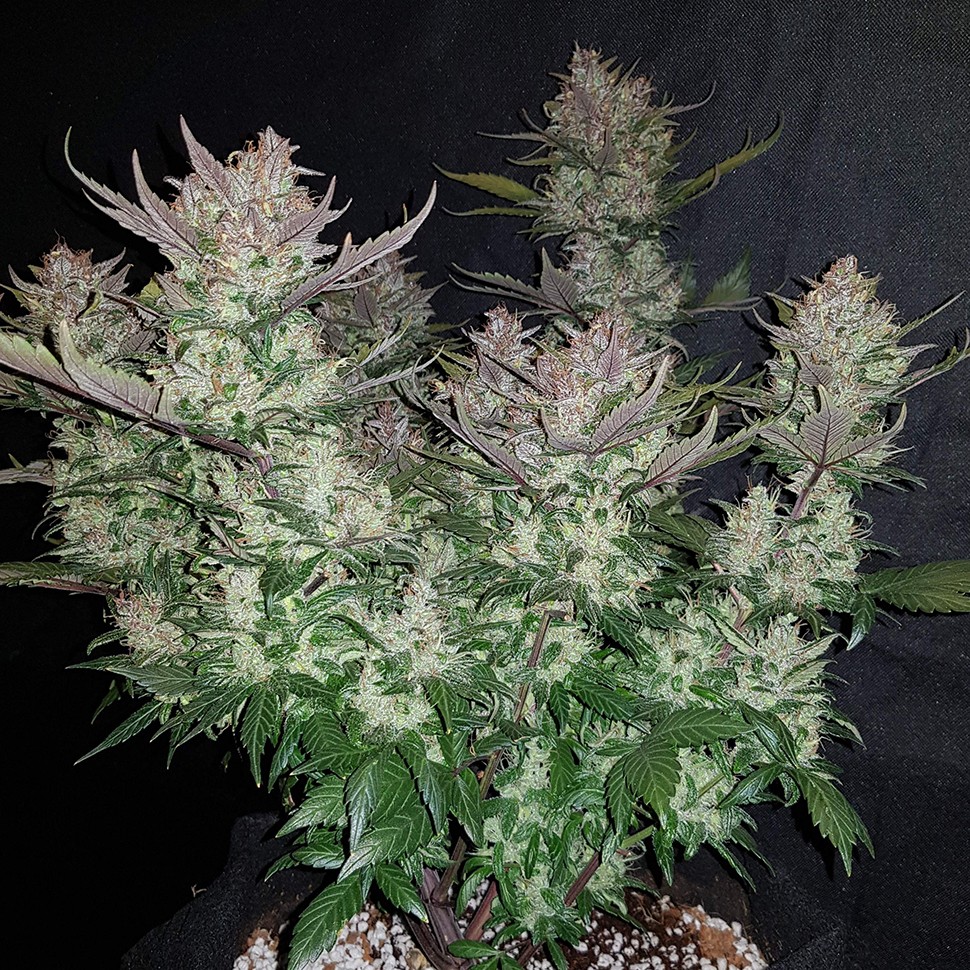 Семена каннабиса Auto Dark Devil feminised Ganja Seeds