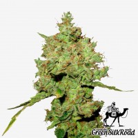 Amnesia feminised Green Silk Road Seeds