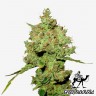 заказать семена конопли Amnesia feminised заказать семена конопли Amnesia feminised