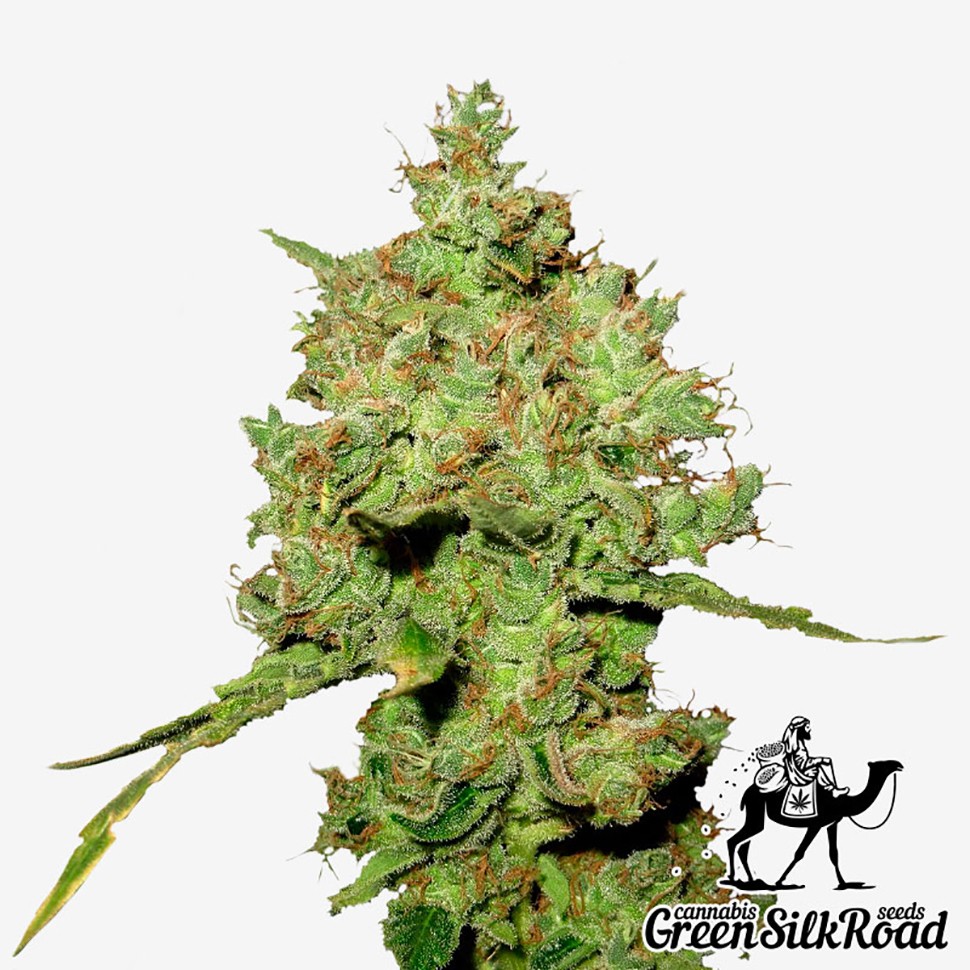 Семена конопли Amnesia feminised Green Silk Road Seeds