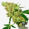 заказ семян конопли Amnesia feminised заказ семян конопли Amnesia feminised