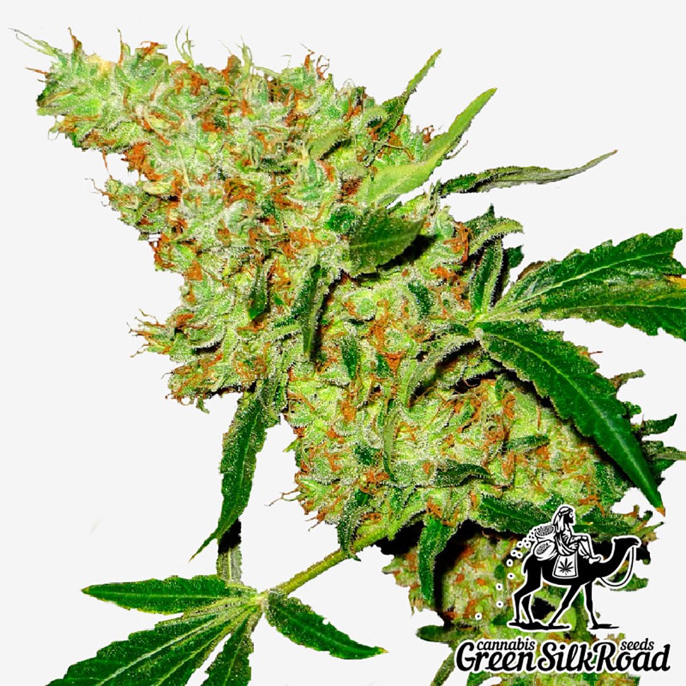 заказ семян конопли Amnesia feminised заказ семян конопли Amnesia feminised