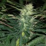 заказать семена конопли наложенным платежом Amnesia feminised заказать семена конопли наложенным платежом Amnesia feminised