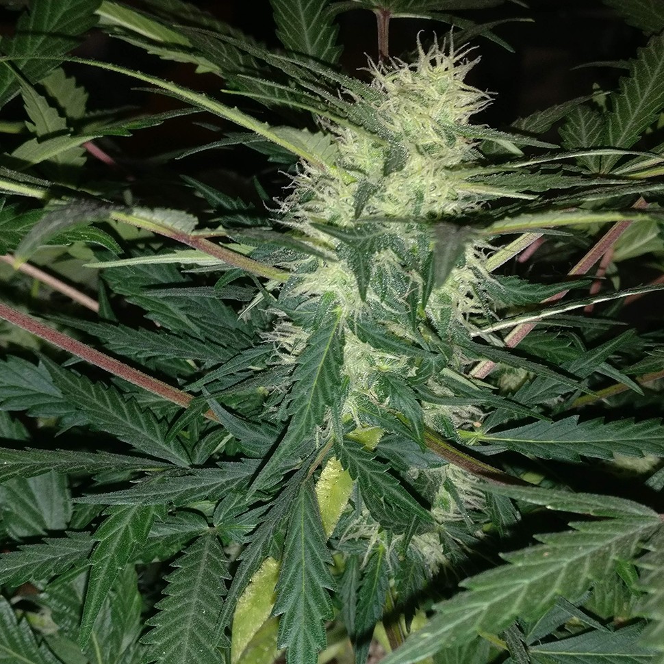 заказать семена конопли наложенным платежом Amnesia feminised заказать семена конопли наложенным платежом Amnesia feminised