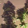 купить урожайные семена конопли Auto Critical CBD feminised купить урожайные семена конопли Auto Critical CBD feminised