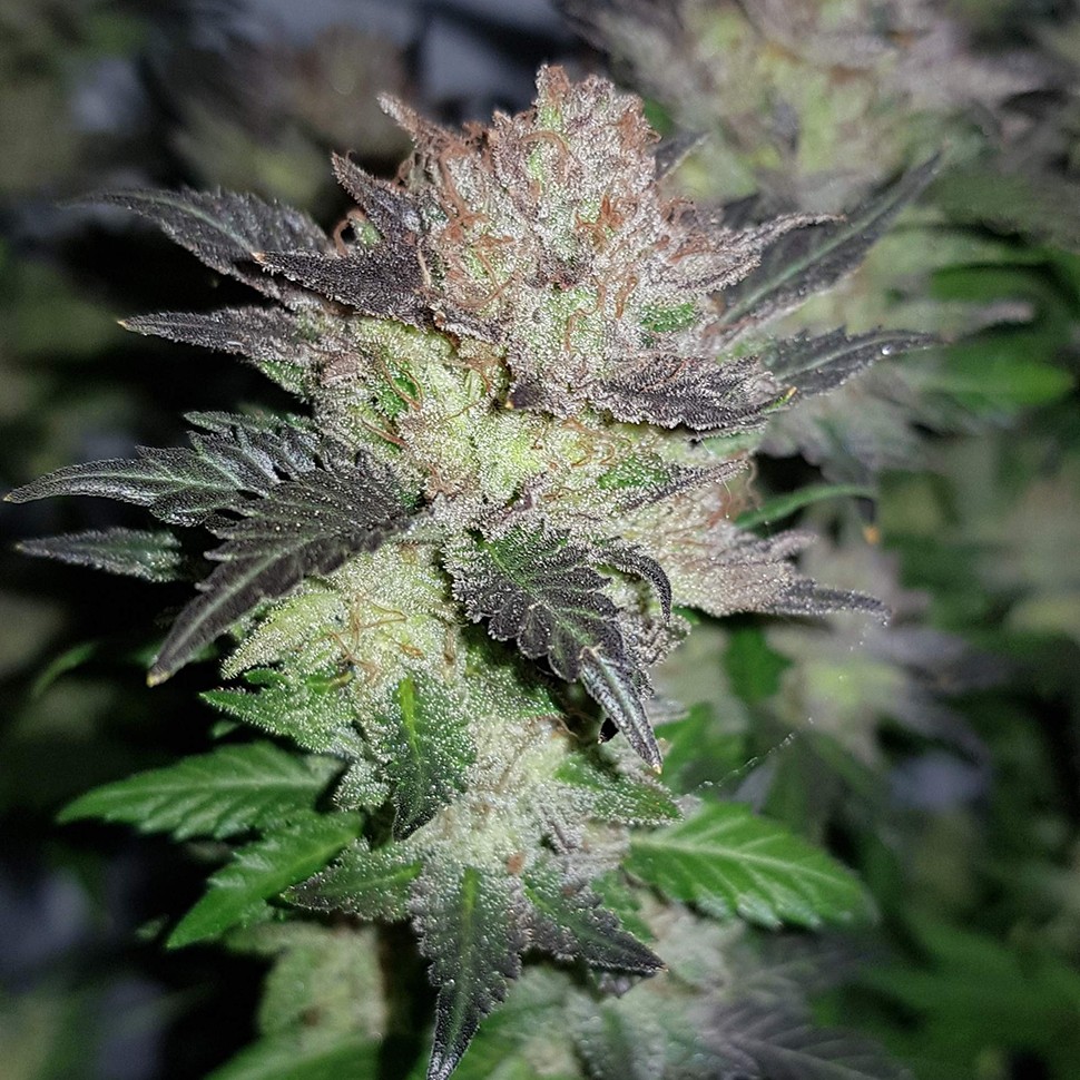 Семена Auto Critical CBD feminised Ganja Seeds