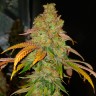 Семена конопли Bad Azz Kush feminised Ganja Seeds Семена конопли Bad Azz Kush feminised Ganja Seeds