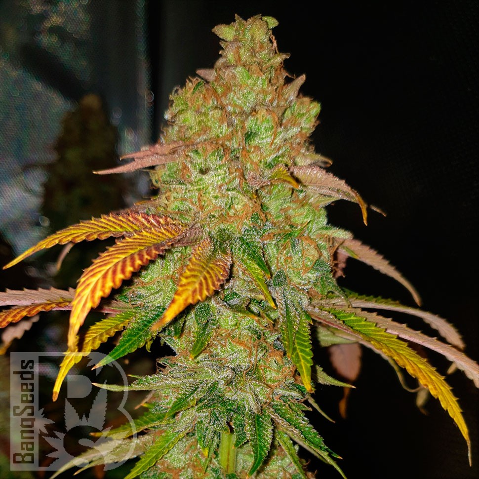 Семена каннабиса Bad Azz Kush feminised Ganja Seeds