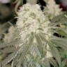 Семена конопли Bad Azz Kush feminised Ganja Seeds купить Семена конопли Bad Azz Kush feminised Ganja Seeds купить