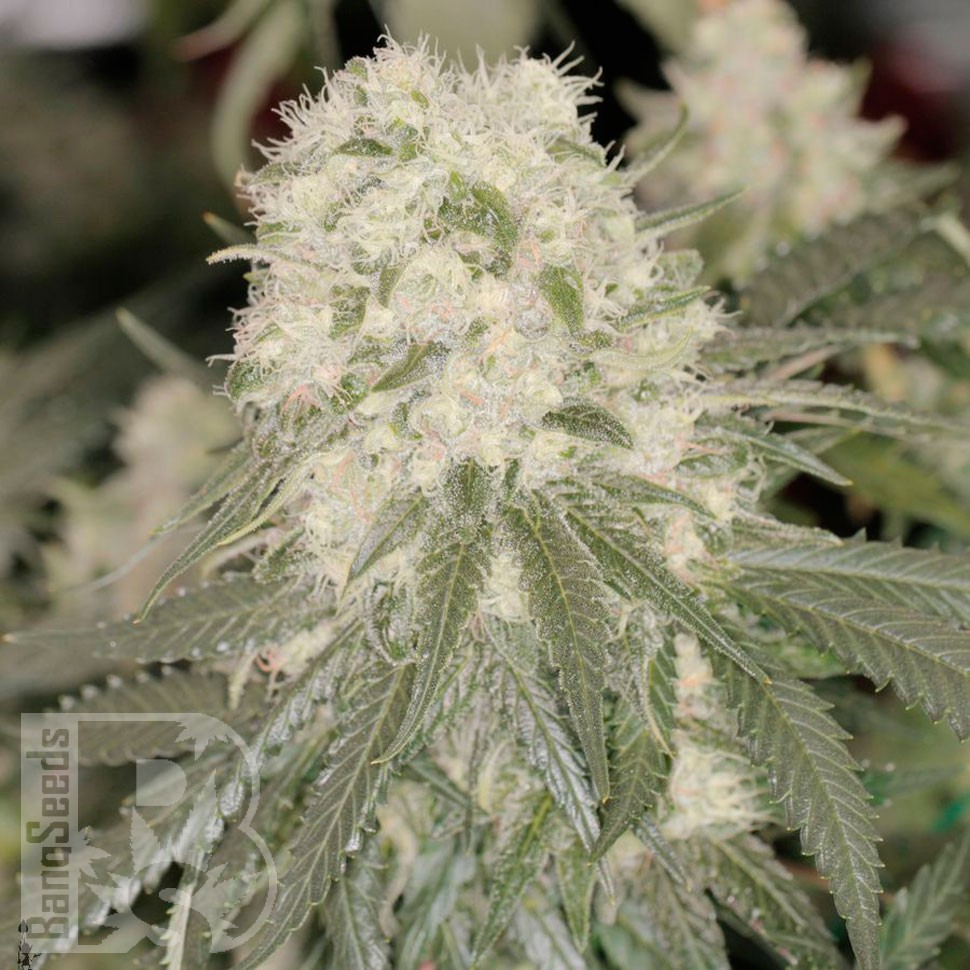 Семена конопли Bad Azz Kush feminised Ganja Seeds купить Семена конопли Bad Azz Kush feminised Ganja Seeds купить
