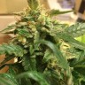 Семена каннабиса Sevilla Cheese feminised Ganja Seeds Семена каннабиса Sevilla Cheese feminised Ganja Seeds