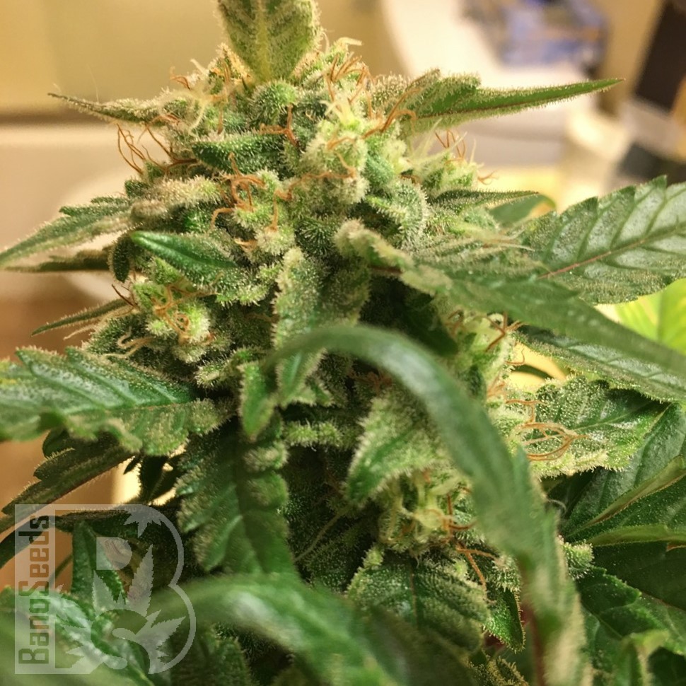 Семена каннабиса Sevilla Cheese feminised Ganja Seeds